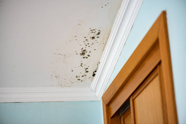 Best Mold Cleaning Services  in Thomaston, GA