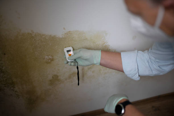 Best Toxic Mold Removal  in Thomaston, GA