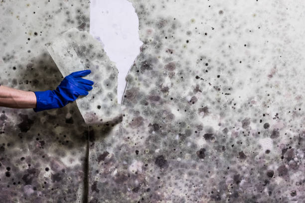 Best Affordable Mold Removal  in Thomaston, GA