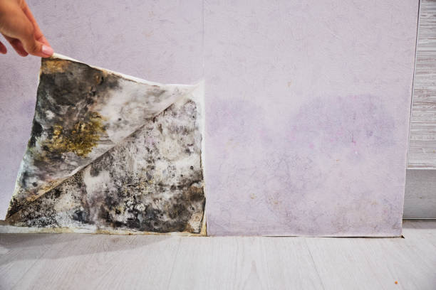 Best Mold Removal Near Me  in Thomaston, GA